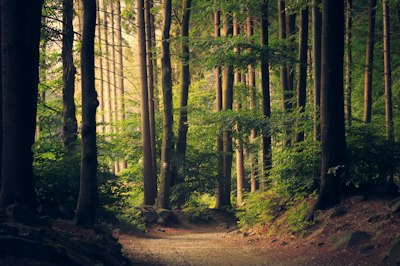 Ancient forest